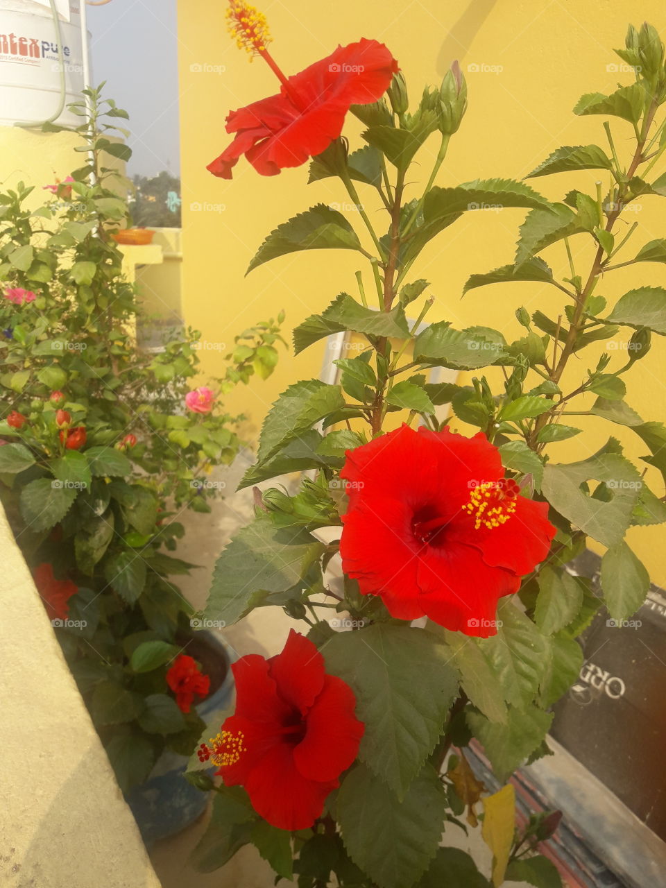 beautiful red hibiscus flower