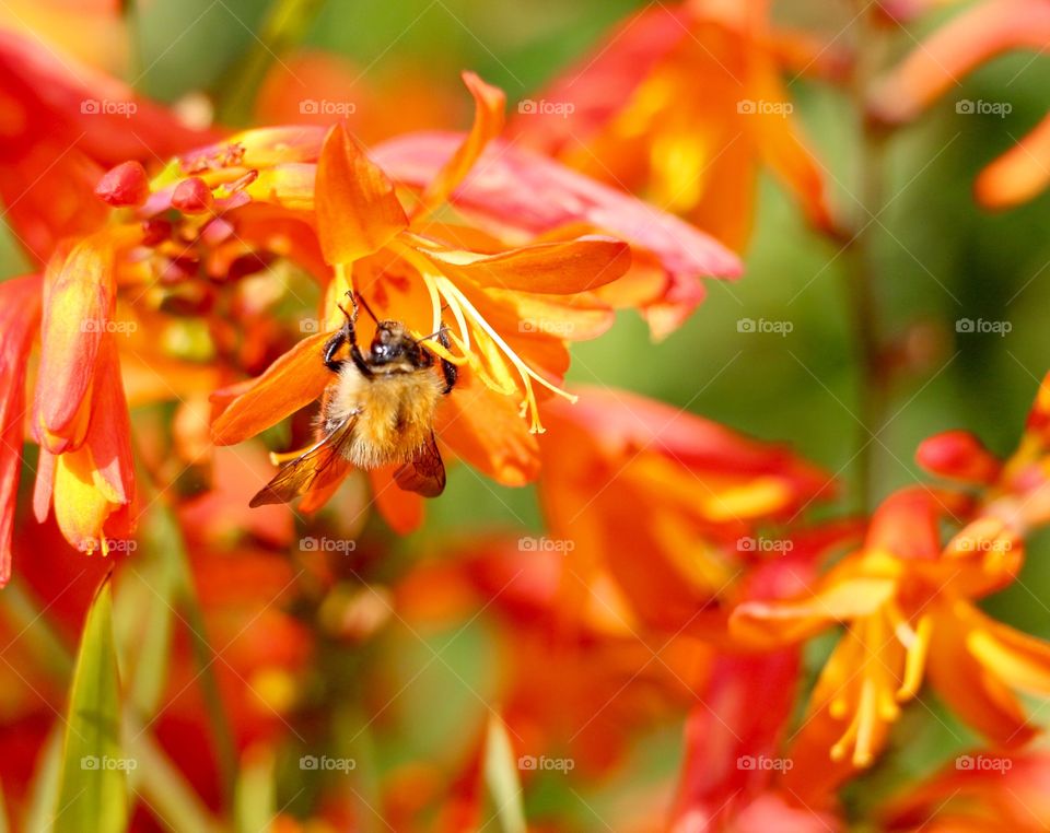 Bee on the beautiful flowers collecting pollen