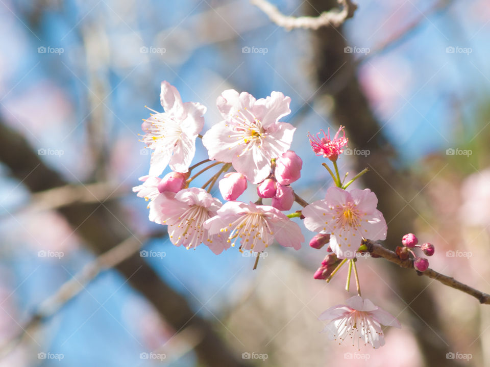 cherry flower