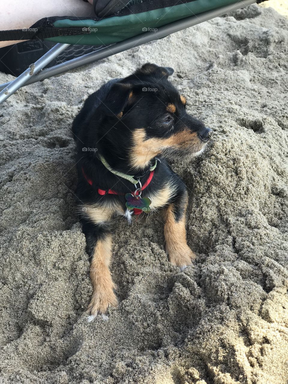 Cute dog resting at Limantour Beach 