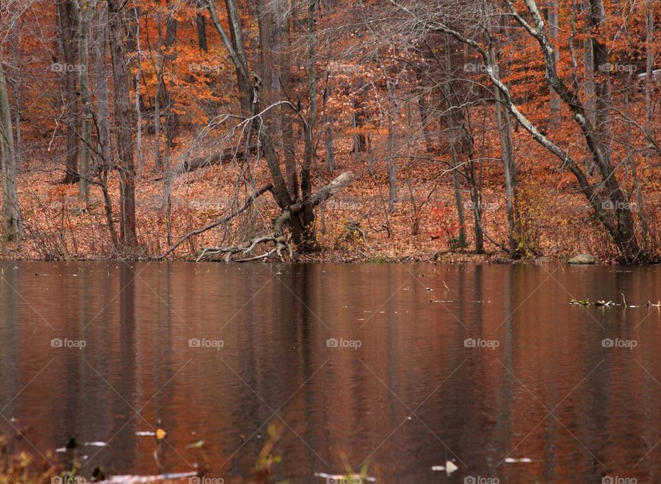 leaves lake fall autum by jhulik