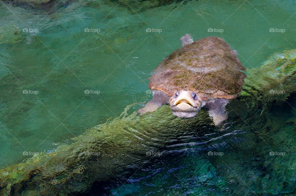 Turtle