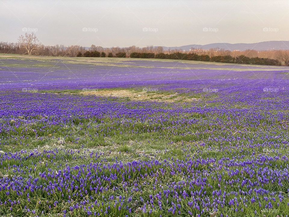 A field a grape hyacinth flowers