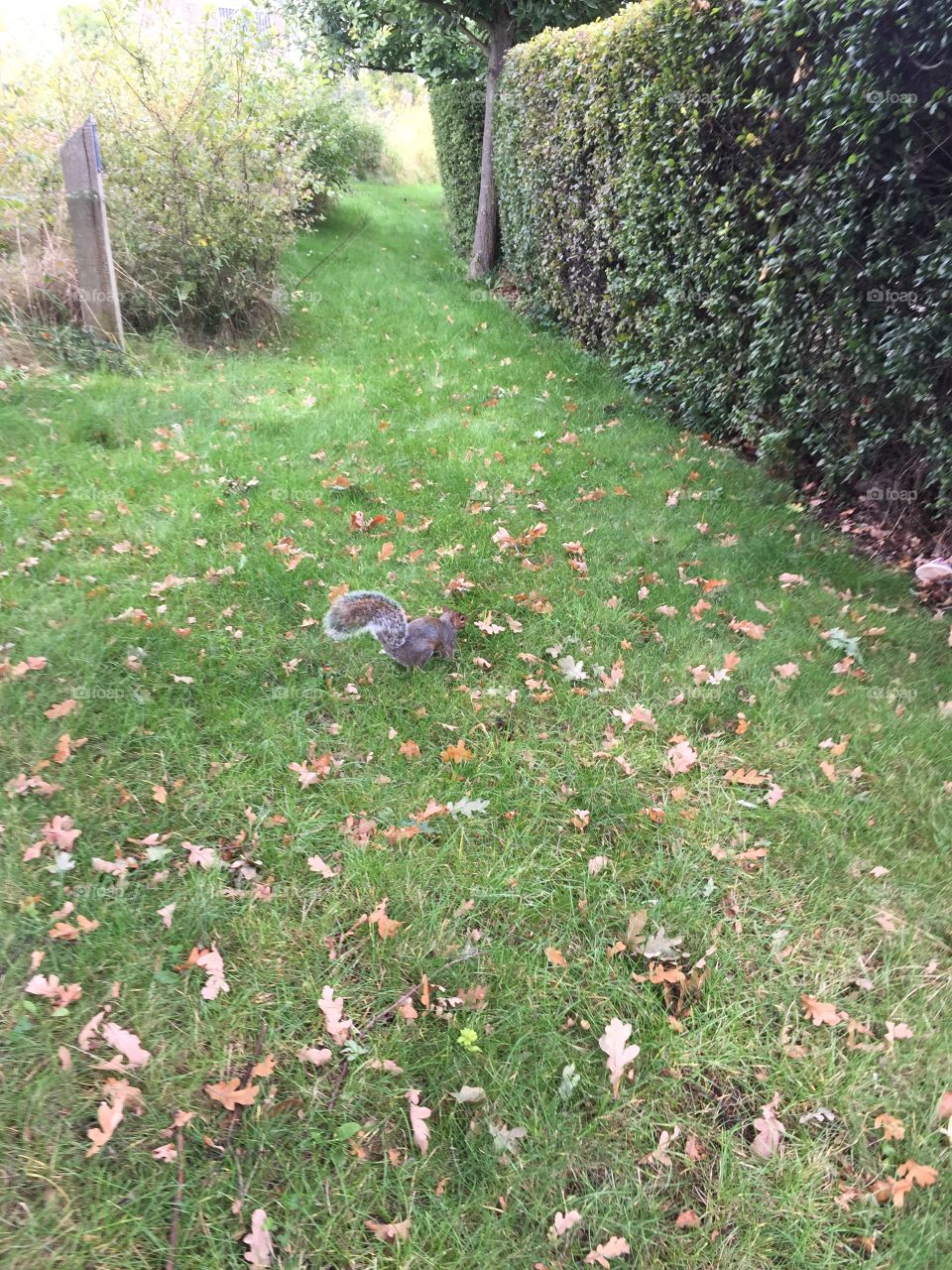 Brave little squirrel