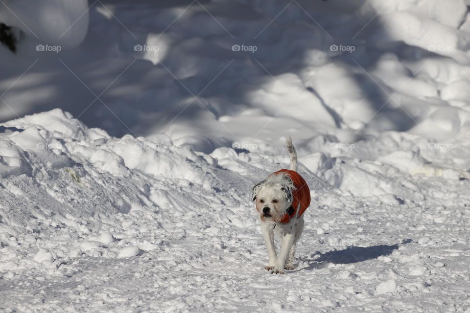 Dog walk on the snow 