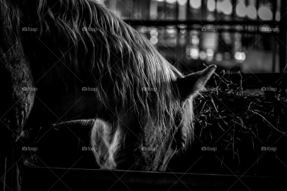 Horse eating grass in black and white