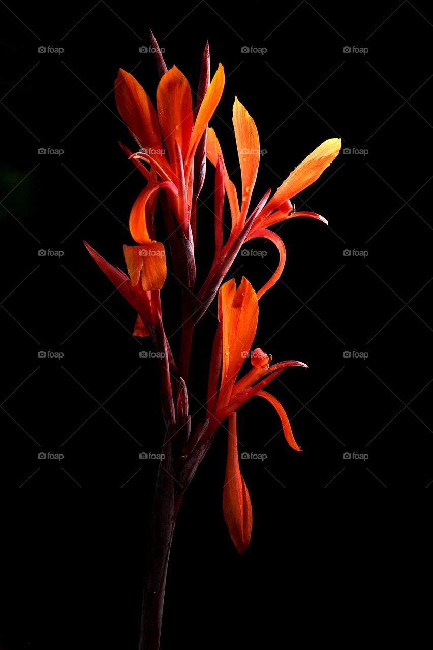 Lighted lily