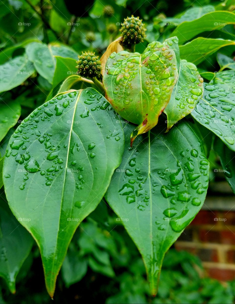 wet leaves.