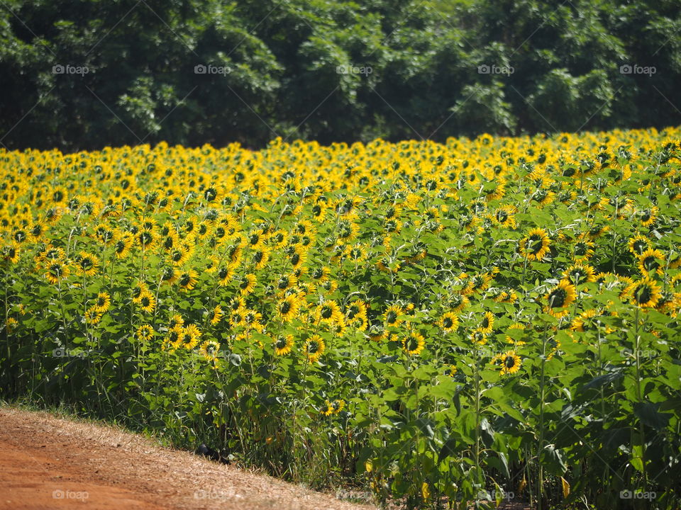 Sunflower field