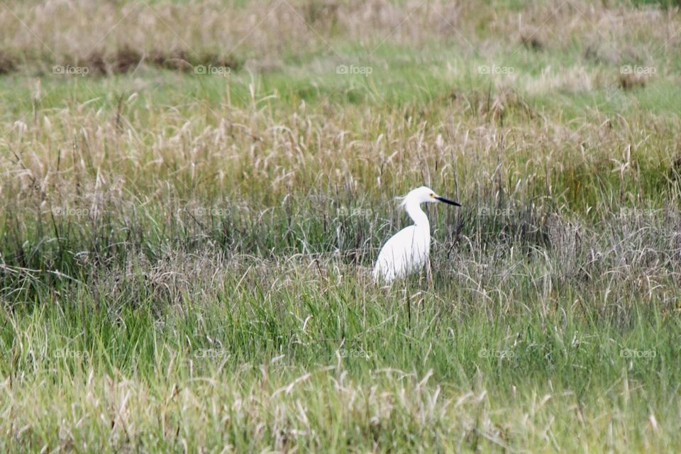 Crane in the field 