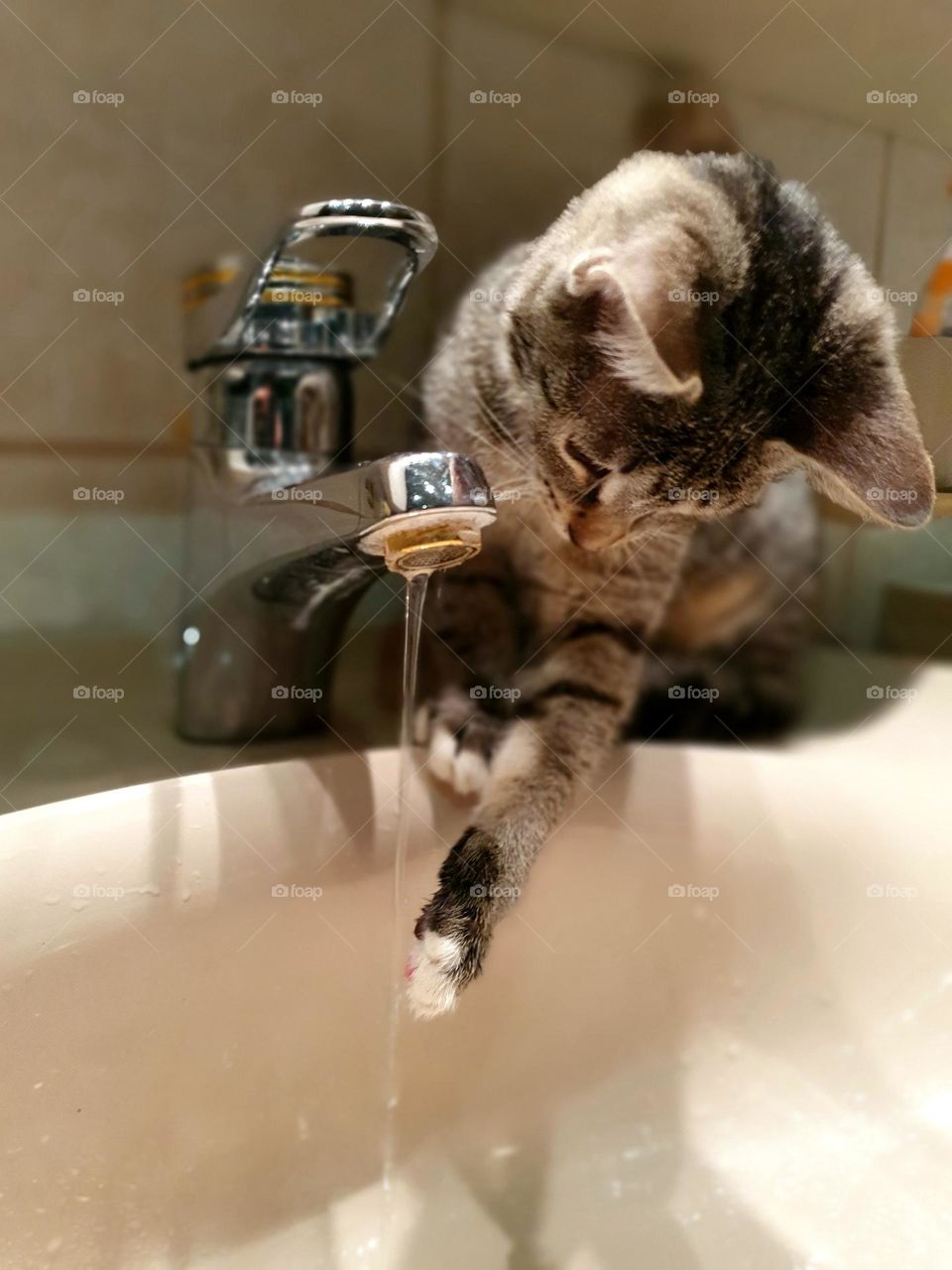 animals - kitten -  cat plays with running water from the tap