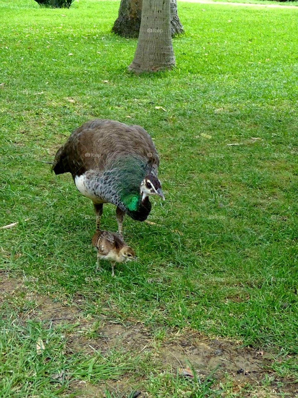 baby peacock and mom