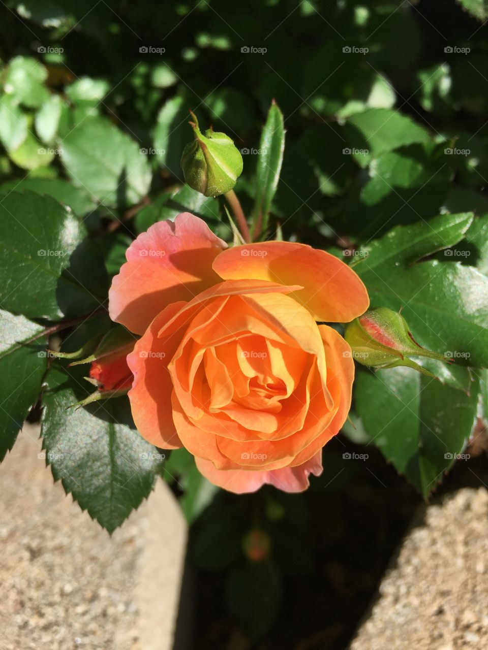 Peach rose