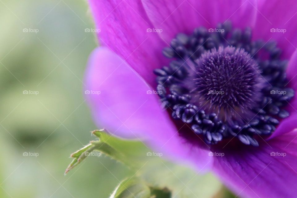 Purple Anemone closeup 