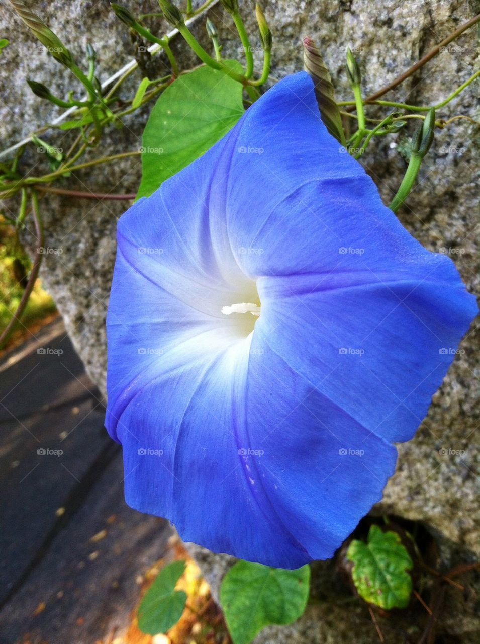 Morning Glory in October