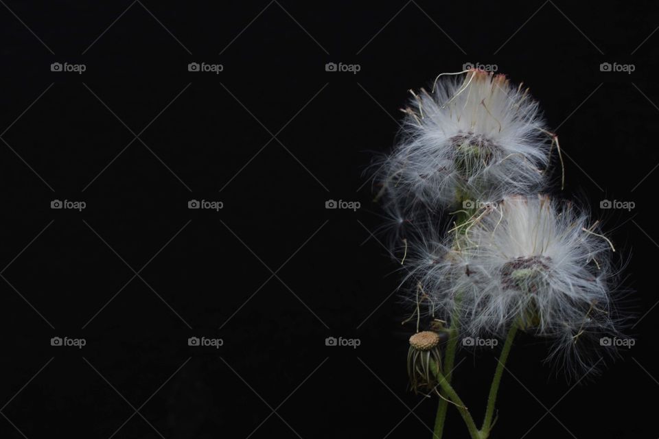Wildflower 