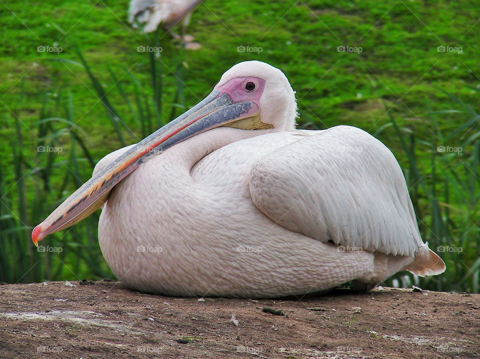 Fat Bird Relaxing