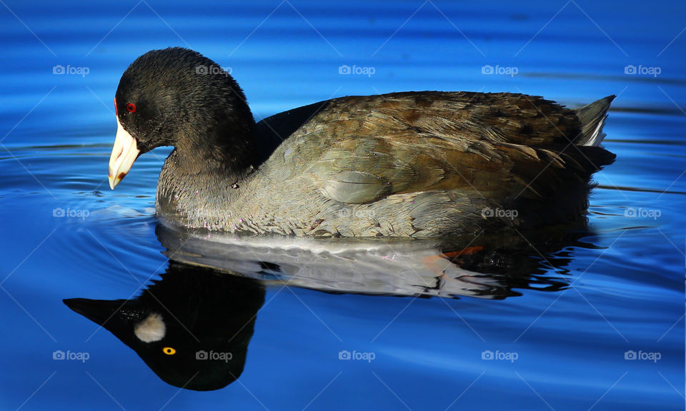 Coot looking at his reflection and seeing a goldeneye duck