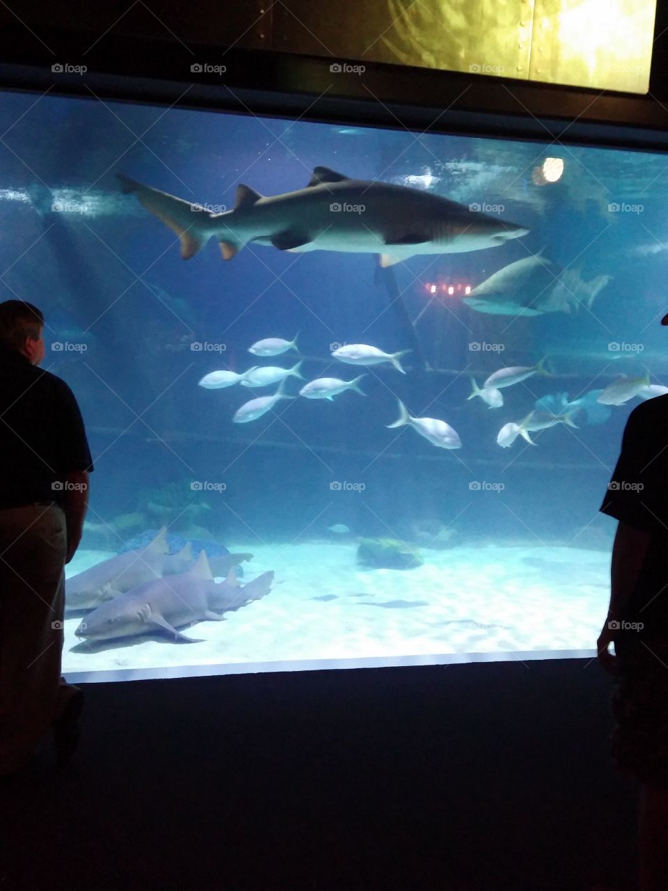 Cleveland Aquarium 2
