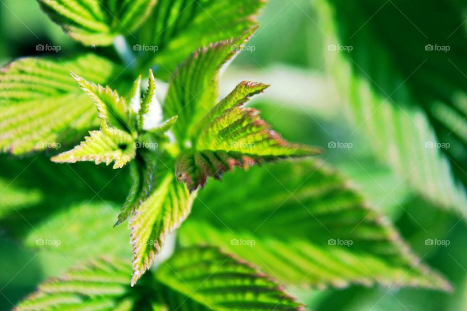 New Raspberry Foliage