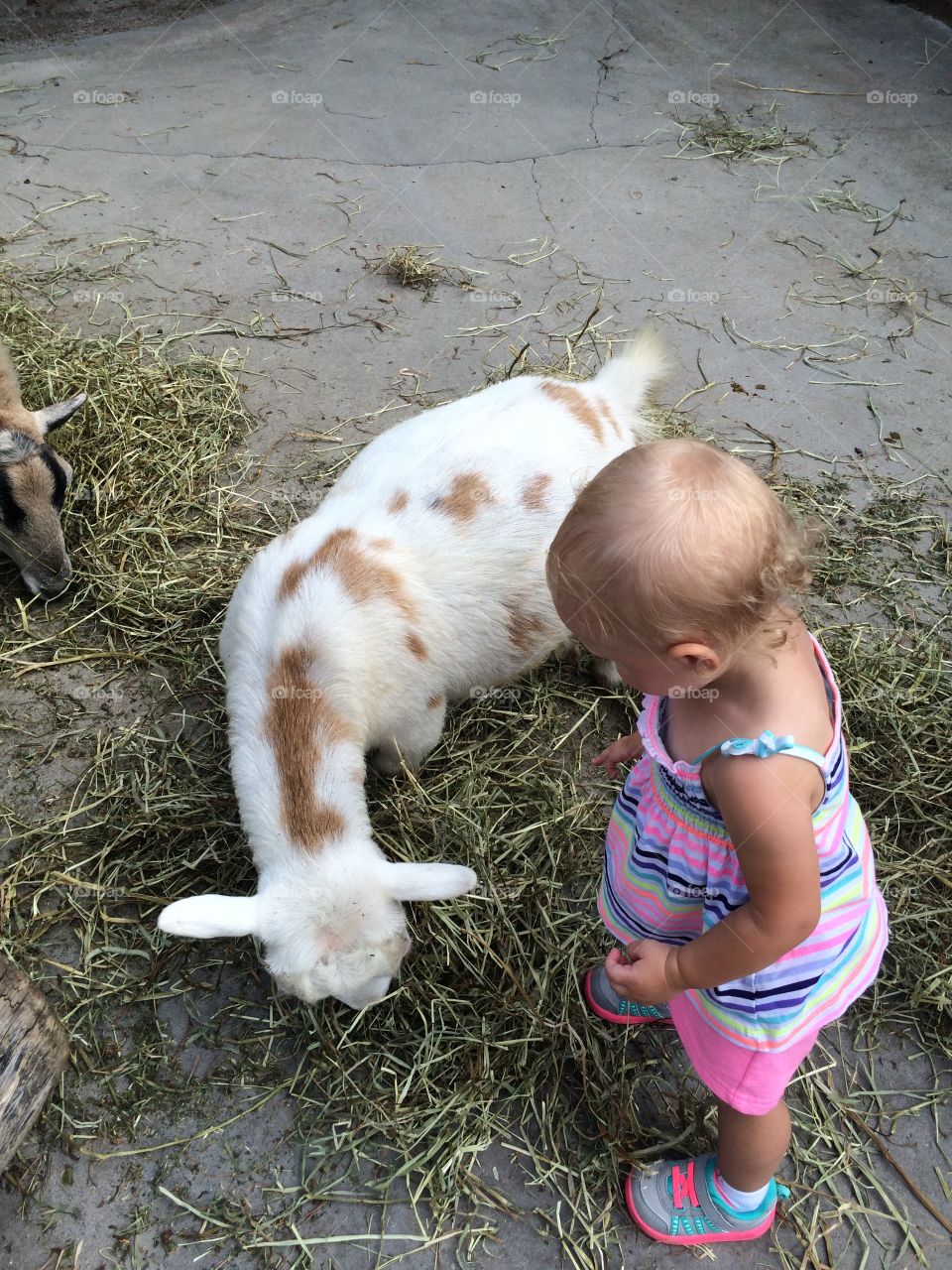 Who baby girl with the baby  goat .at the Columbus zoo one summer day with grandma and grandpa
