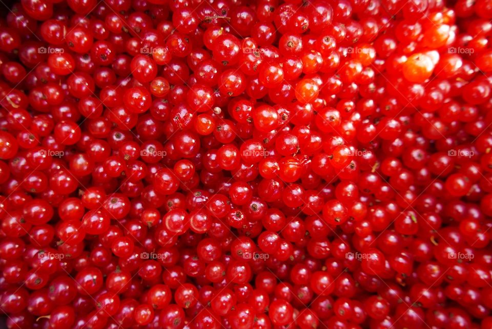 Full frame of red currant