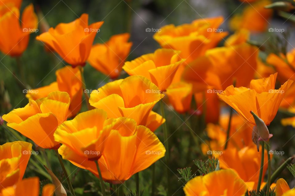 Poppy blossoms 