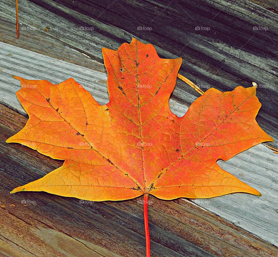 Battle: Summer vs Fall! A fallen golden orange Maple Leaf lays on the bench during Fall Foliage