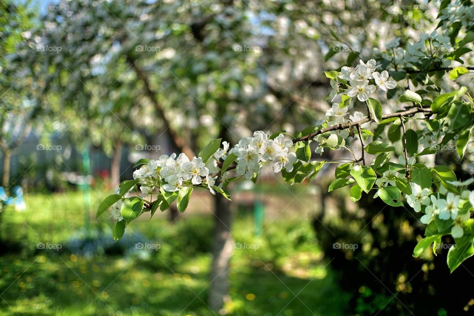 in the garden