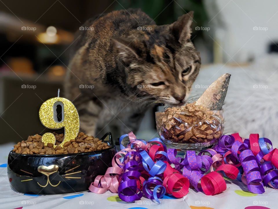 cat birthday party