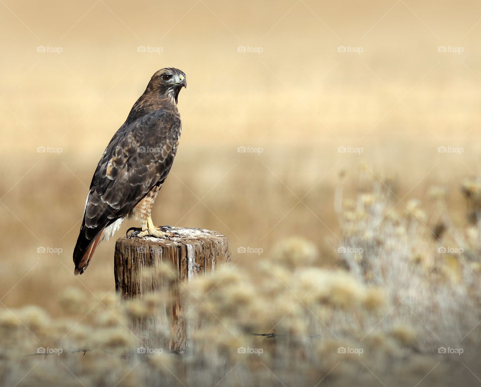 Red-tailed Hawk on a Fence