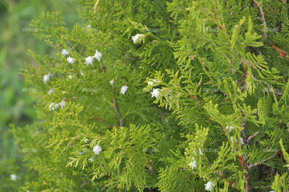 tree close-up