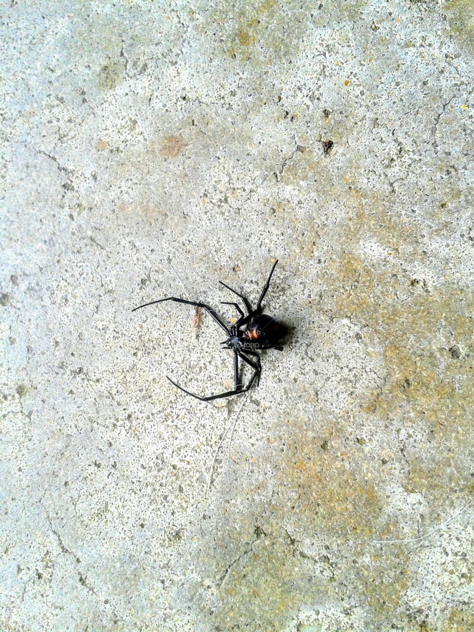 Black widow spider upside down exposing her belly on the concrete