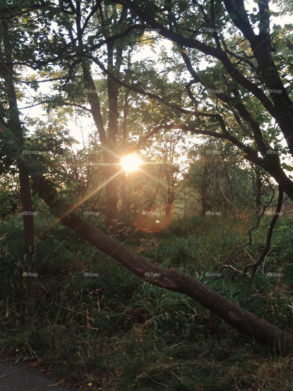 Sunset in the Forest