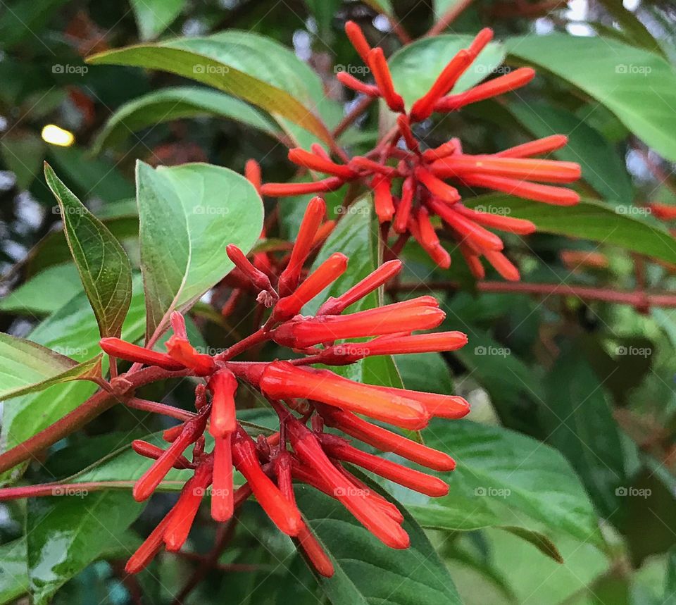 Orange story-Firebush 