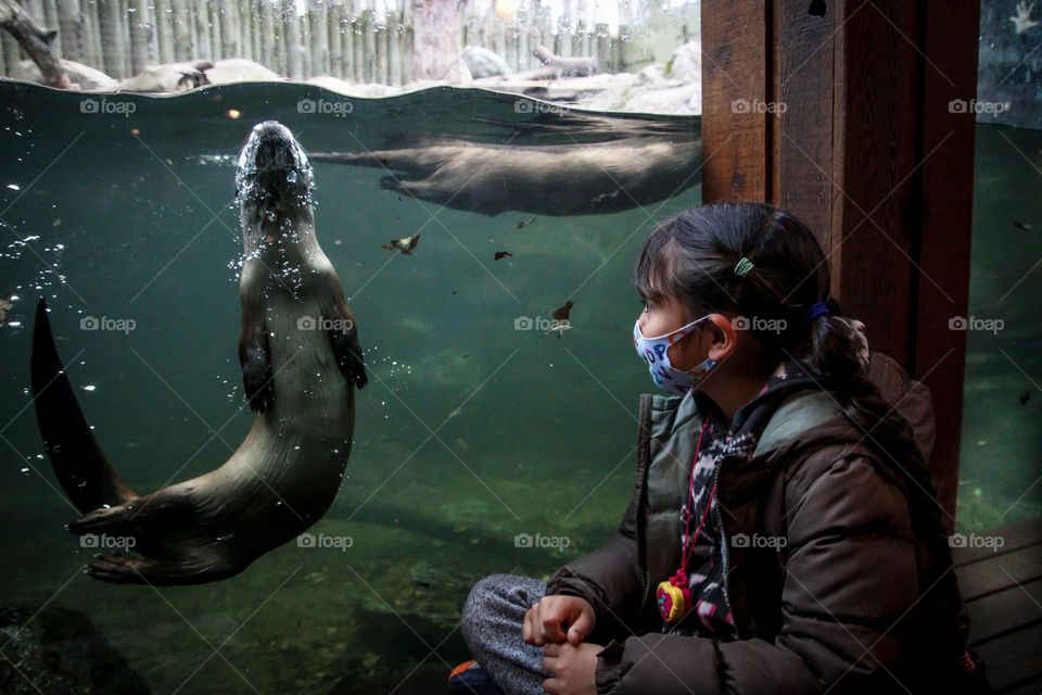 Girl is watching otters playing in water