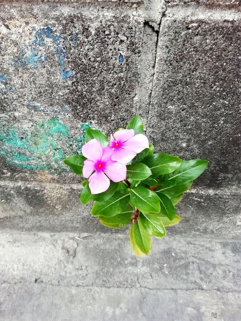 Flower against concrete
