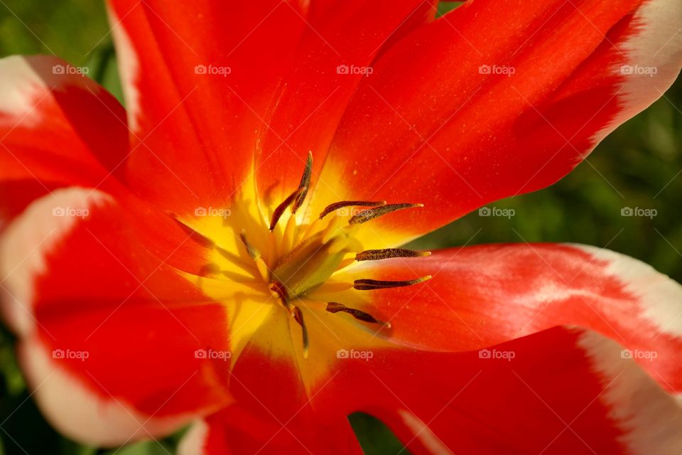 Red flower