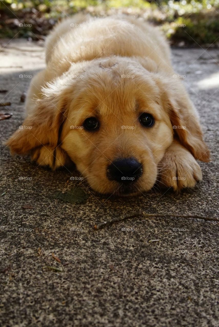 Golden retriever puppy
