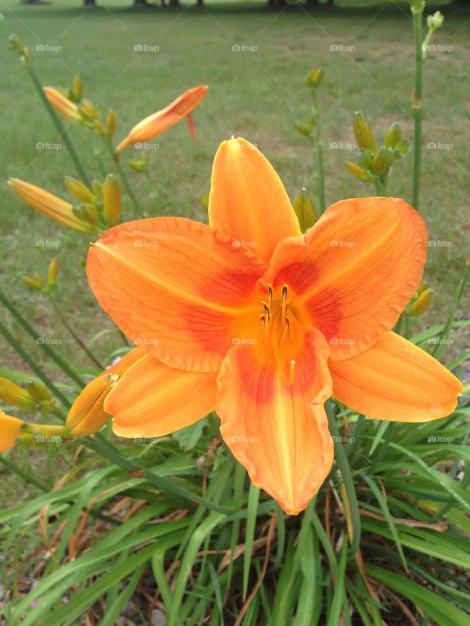 Orange glory. Orange flower growing in Michigan 