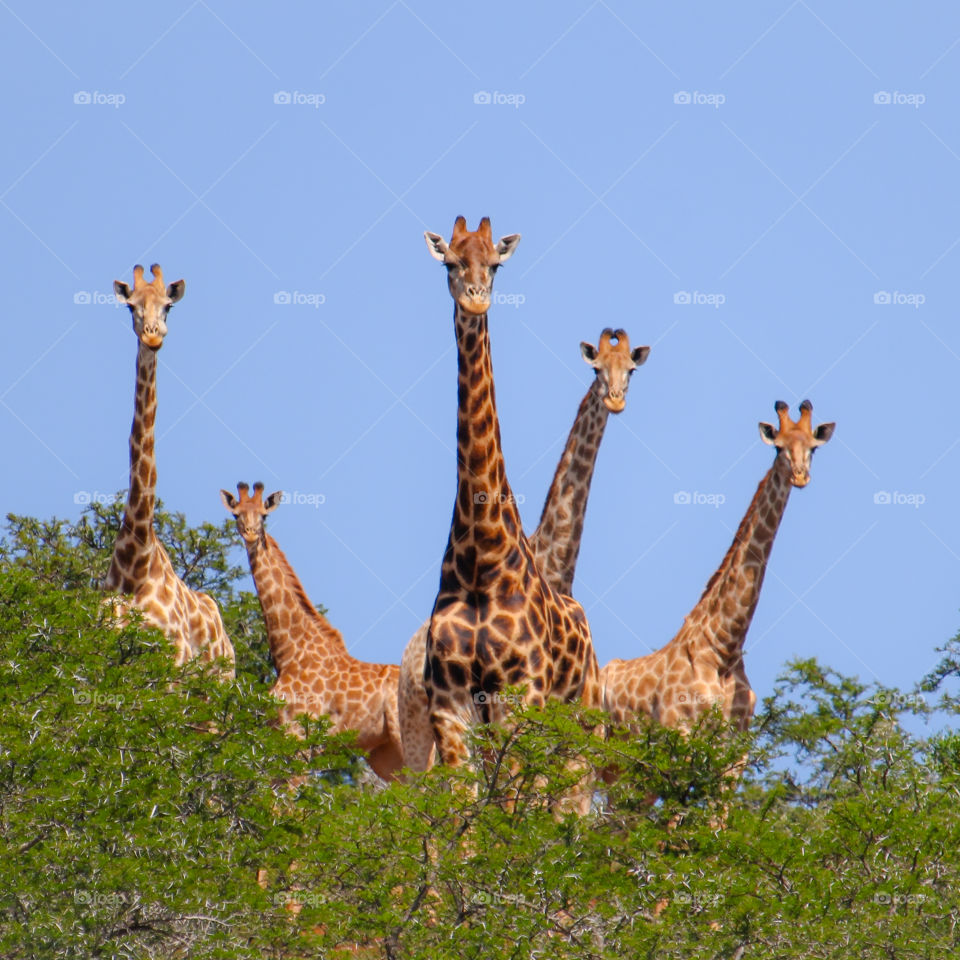 A group of giraffes looking this way