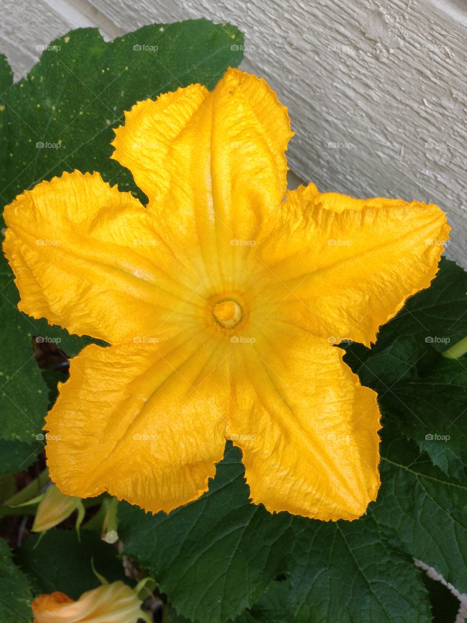 Zucchini flower
