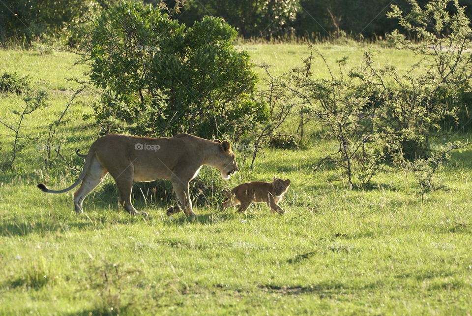 lioness and cub