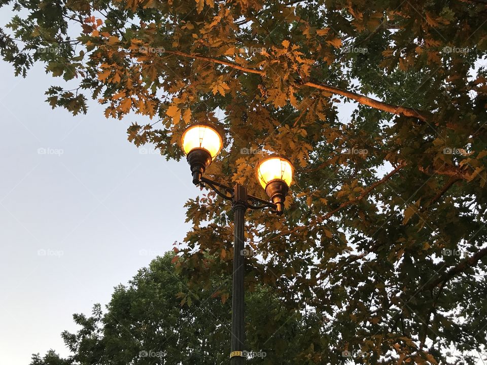 Streetlights in the evening