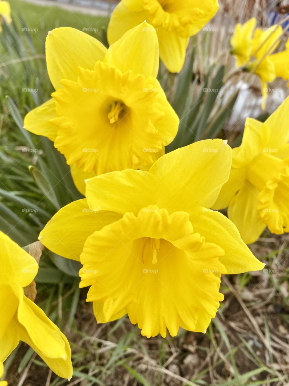 Yellow natural spring shoot 