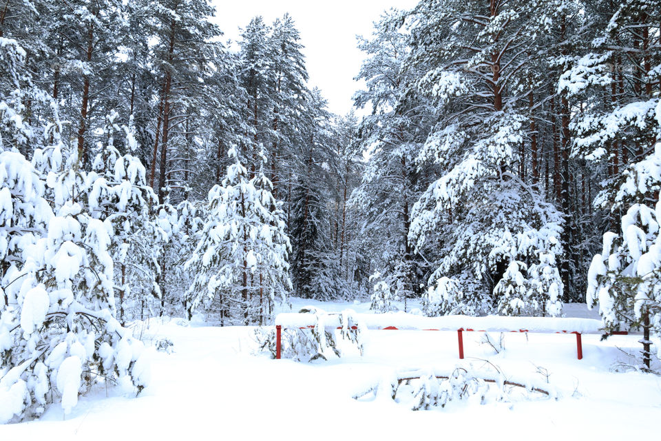 Scenic view of frozen trees