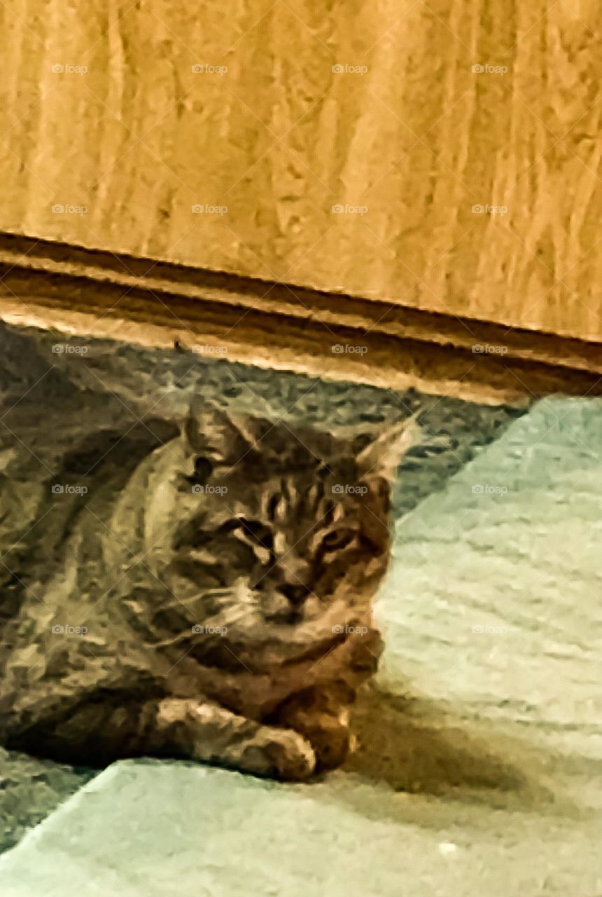 A chubby household cat named Kitty.