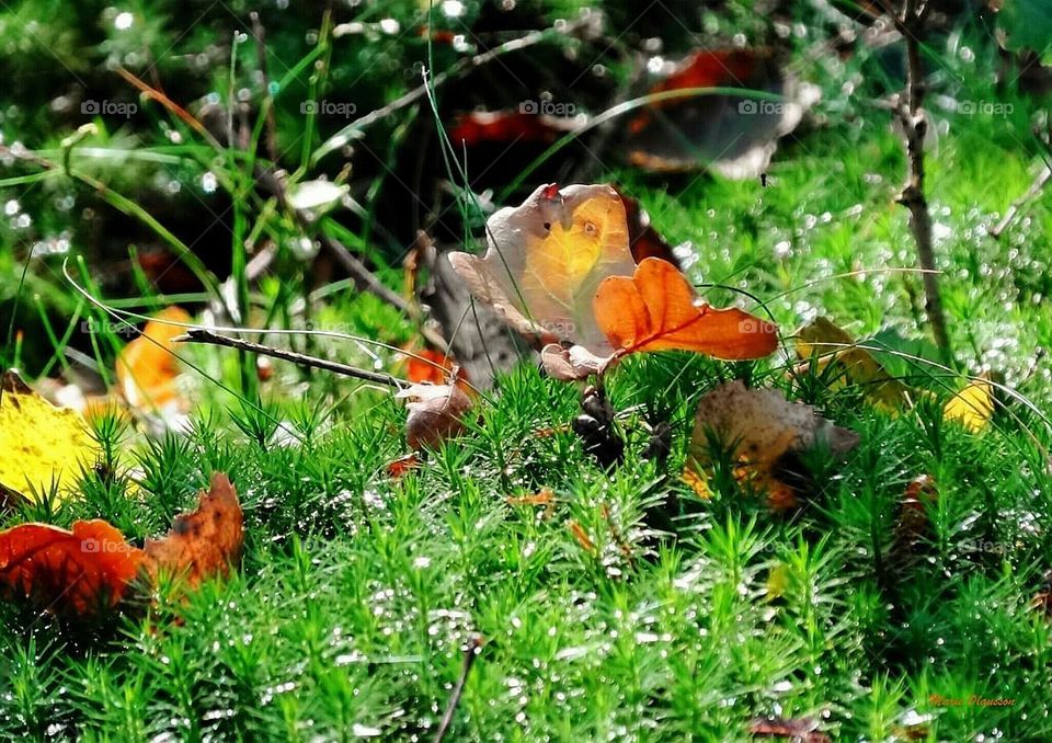 Moss with autumn leaves