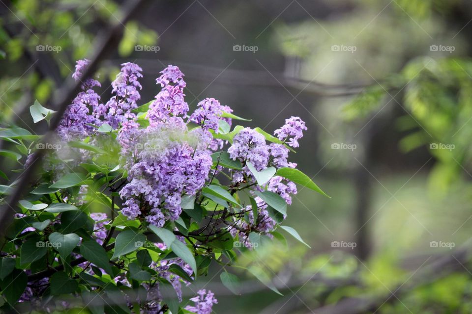 Lilac bush in Purple