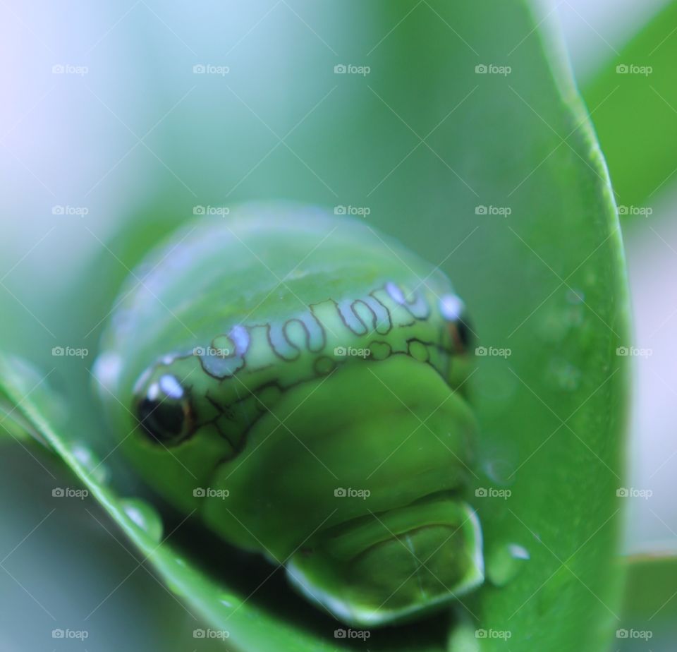 proses beruh ulat menjadi kupu kupu